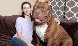 比特猛犬爆料视频播放下载,独家播放与下载解析